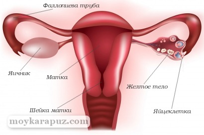 Женская репродуктивная система