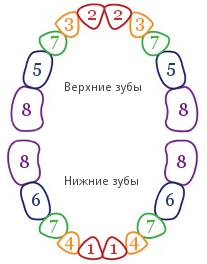 Схема прорезывания зубов