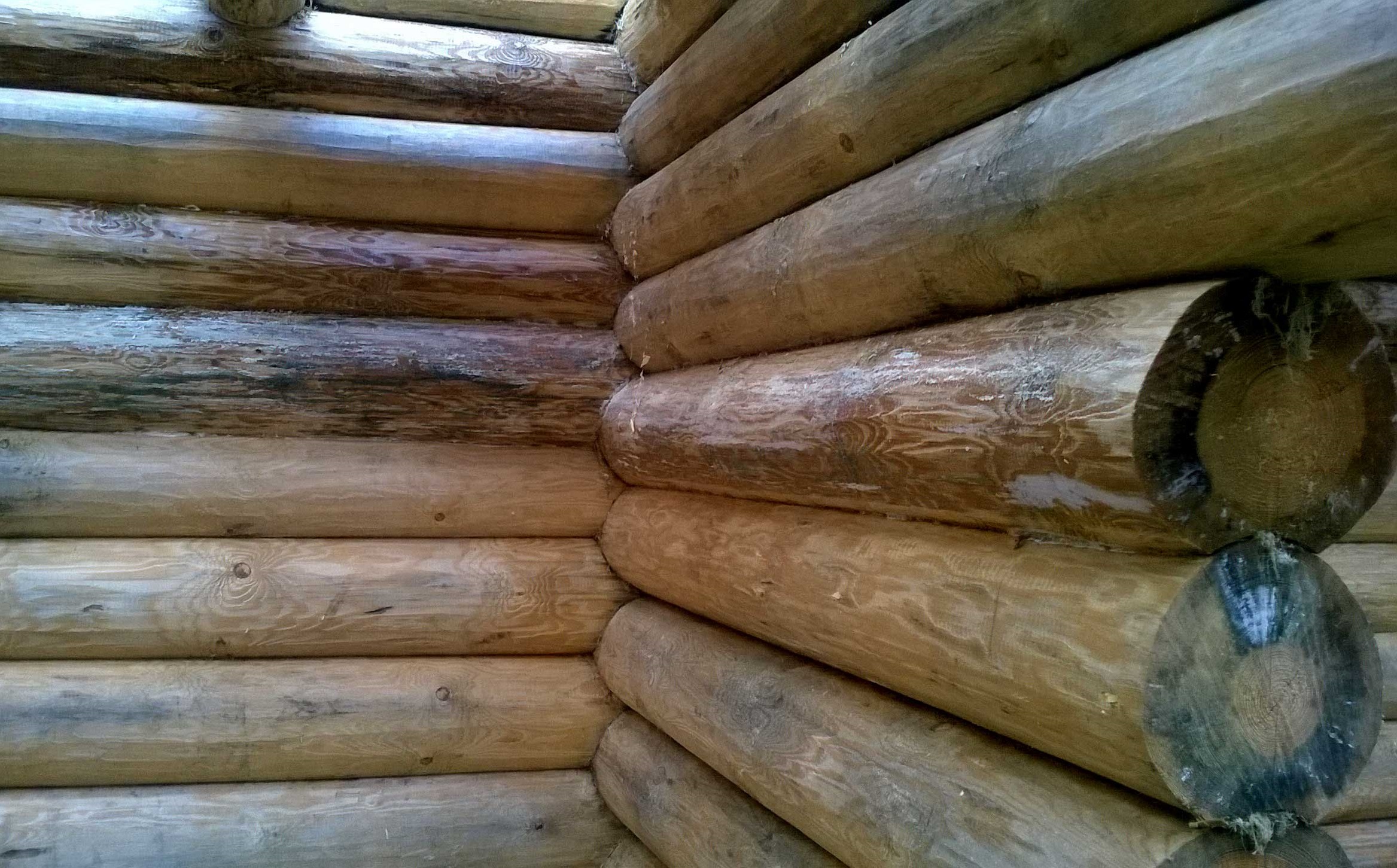 Грибок на древесине